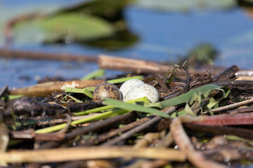 Close-up of a nest with three bird eggs
