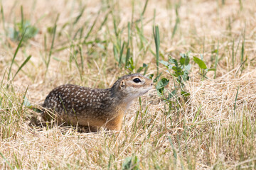 Spotted ground squirrel close-up on the grass