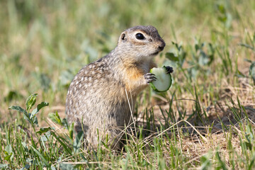Spotted ground squirrel holds a piece of cucumber in its paws. Close-up