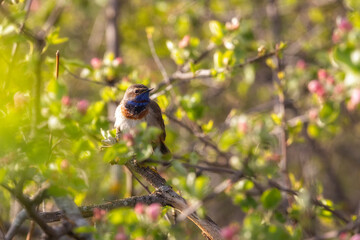 Male Bluethroat sits on a branch of a blossoming apple tree