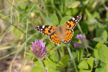 butterfly sits on a flower in the sunny summer day
