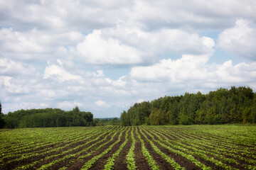 Field with rows of green sprouts