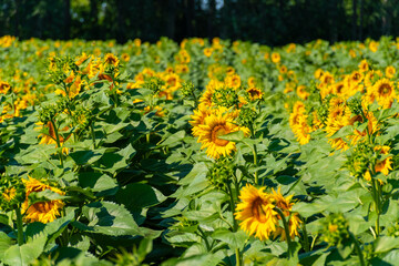 field of sunflowers