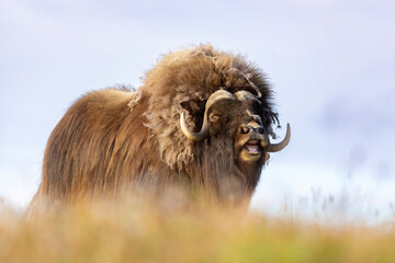 Close-up of a male muskox. Republic of Sakha, Yakutia, Russia