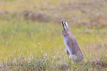 Big hare is sitting among the withered grass close up