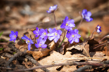 Blooming Anemone hepatica in the park