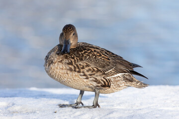 Female Northern pintail standing in the snow