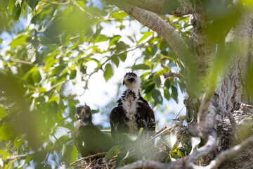 Two grown chicks of a bird of prey sit in a nest on a tree