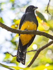 yellow-bellied bird