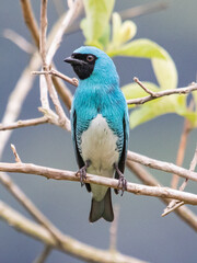 beautiful blue bird
