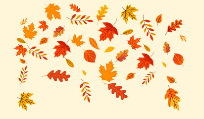 Set of Different Autumn Leaves Vector Design. Autumn fall leaves Rowan, nut, oak, maple, birch and acorns illustration Background. Random Leaves fall. Autumn Seasonal Background