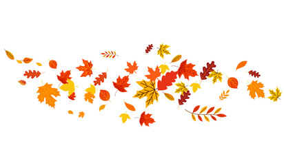 Set of Different Autumn Leaves Vector Design. Autumn fall leaves Rowan, nut, oak, maple, birch and acorns illustration Background. Random Leaves fall. Autumn Seasonal Background