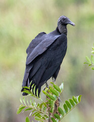vulture on a tree