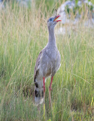 bird in the grass