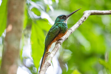 Tropical bird on a branch