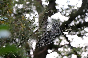 Spider web on a bare branch in the autumn forest. Play of light in the background.