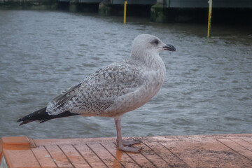 Seagull on a ferry