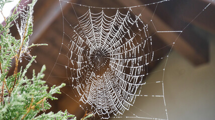 Spinnennetz