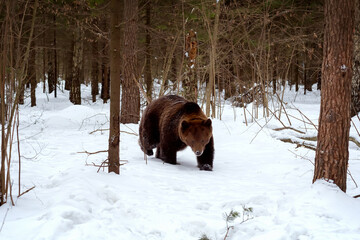 A brown bear (Ursus arctos) walks through a winter forest.