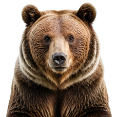 Fototapeta premium This captivating image of a brown bear, isolated on white, is perfect for designs needing an element of strength, wilderness, and raw natural beauty.