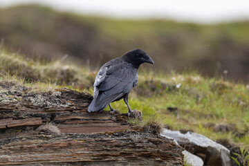 raven on a rock