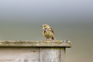 Medow pipit on a wooden fence