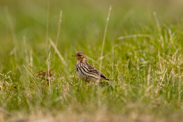 red throated pipit on the grass