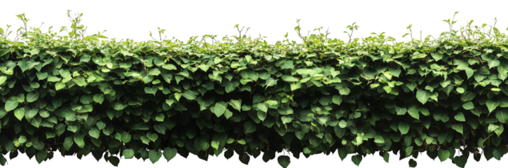 green bush isolated png 