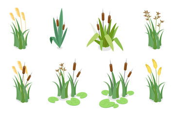 3D Isometric Flat  Set of Lake Aquatic Plants, Marsh Reed