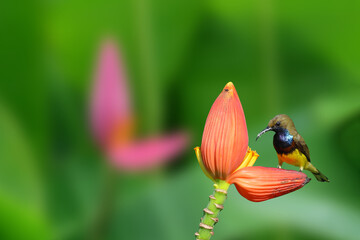 Beautiful Olive-backed sunbird perch on banana blossom to suck nectar.