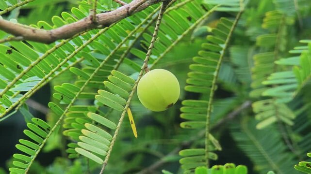 fresh  Indian Gooseberry