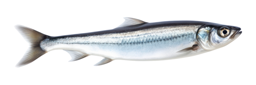 PNG Seafood sardine animal fish.
