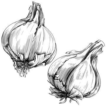 Black and white engraved ink art vegetable collection. Hand drawn garlic isolated illustration element on white background set.