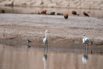 Egretta garzetta, bird, water, seagull, nature, gull, sea, animal, birds, wildlife, beach, ocean, flight, flying, seagulls, coast, sand, wing, fly, beak, wild, shore, feather, lake