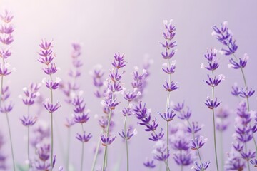 Naklejka premium Lavender Field in Bloom