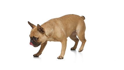 French bulldog walking towards with head down and tongue out against white studio background. Dog looking curious. Concept of grooming and veterinary services, canine food, pets fashion. Ad