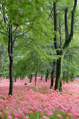 Fototapeta premium 巾着田曼珠沙華公園の彼岸花 