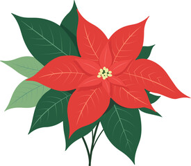 Poinsettia flowers realistic for Christmas or New Year greeting card design. Vector isolated icon poinsettia for Christmas winter holiday decoration.