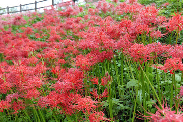 巾着田曼珠沙華公園の彼岸花
