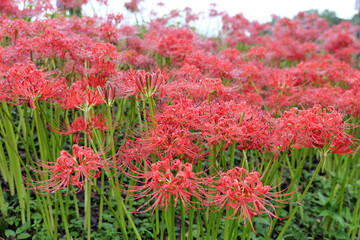 巾着田曼珠沙華公園の彼岸花
