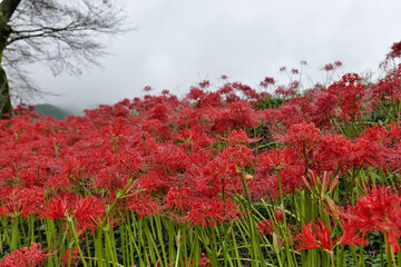 巾着田曼珠沙華公園の彼岸花
