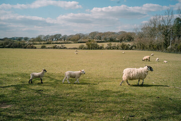 Fototapeta premium A flock of sheep graze on a hill and eat grass, Sussex, England, UK