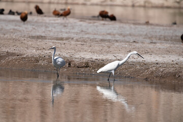 Egretta garzetta, bird, water, seagull, nature, gull, sea, animal, birds, wildlife, beach, ocean, flight, flying, seagulls, coast, sand, wing, fly, beak, wild, shore, feather, lake