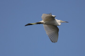 Great white egret inflight against blue sky