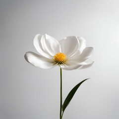 Fototapeta premium Decoração minimalista com flores.