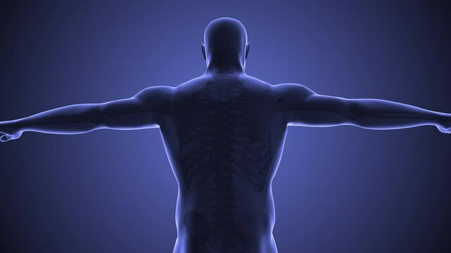 Anatomy of cervical spine scoliosis discomfort