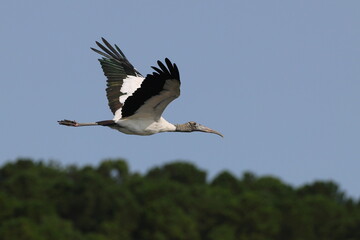 Large wood stork with green feathers inflight
