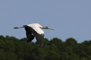 Large wood stork with green feathers inflight