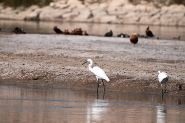 Egretta garzetta, bird, water, seagull, nature, gull, sea, animal, birds, wildlife, beach, ocean, flight, flying, seagulls, coast, sand, wing, fly, beak, wild, shore, feather, lake
