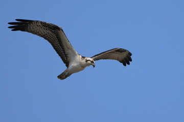 Obraz premium Osprey souring hunting for prey against blue sky. 